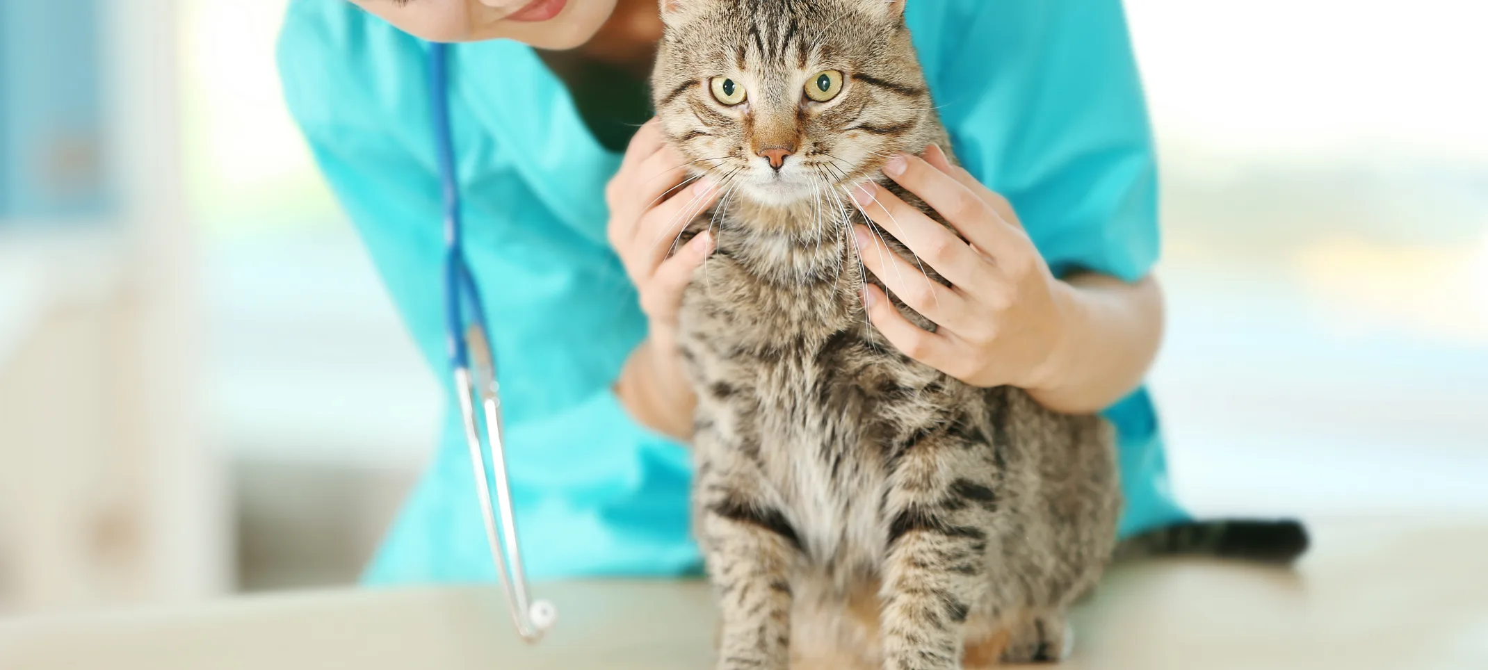 Female Veterinarian checking on cat's health status that she has on her table. 